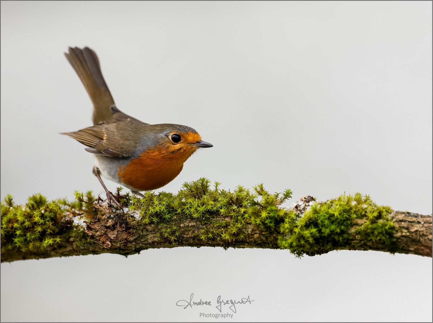 Robin