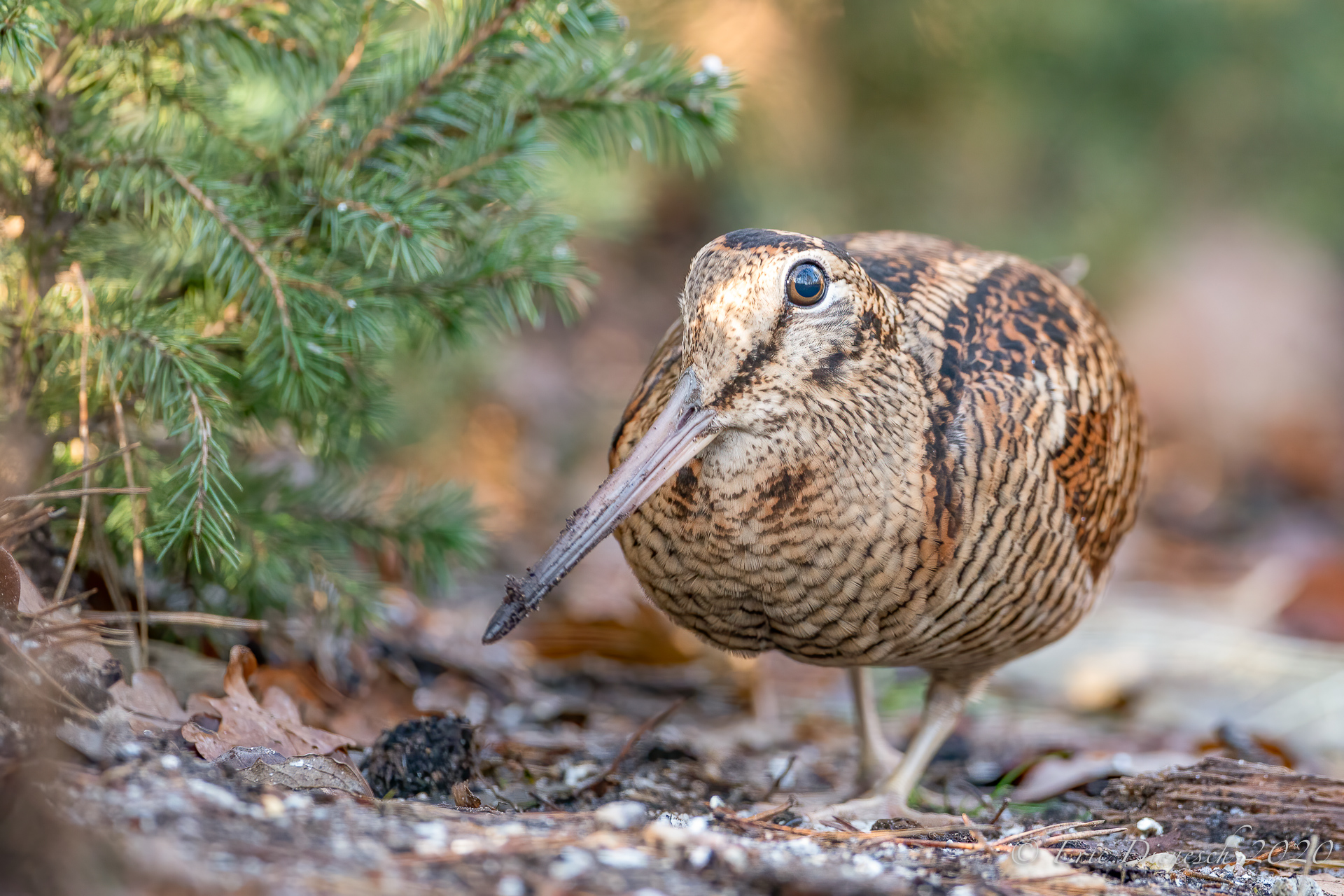 Ihre Heimlichkeit, die Waldschnepfe