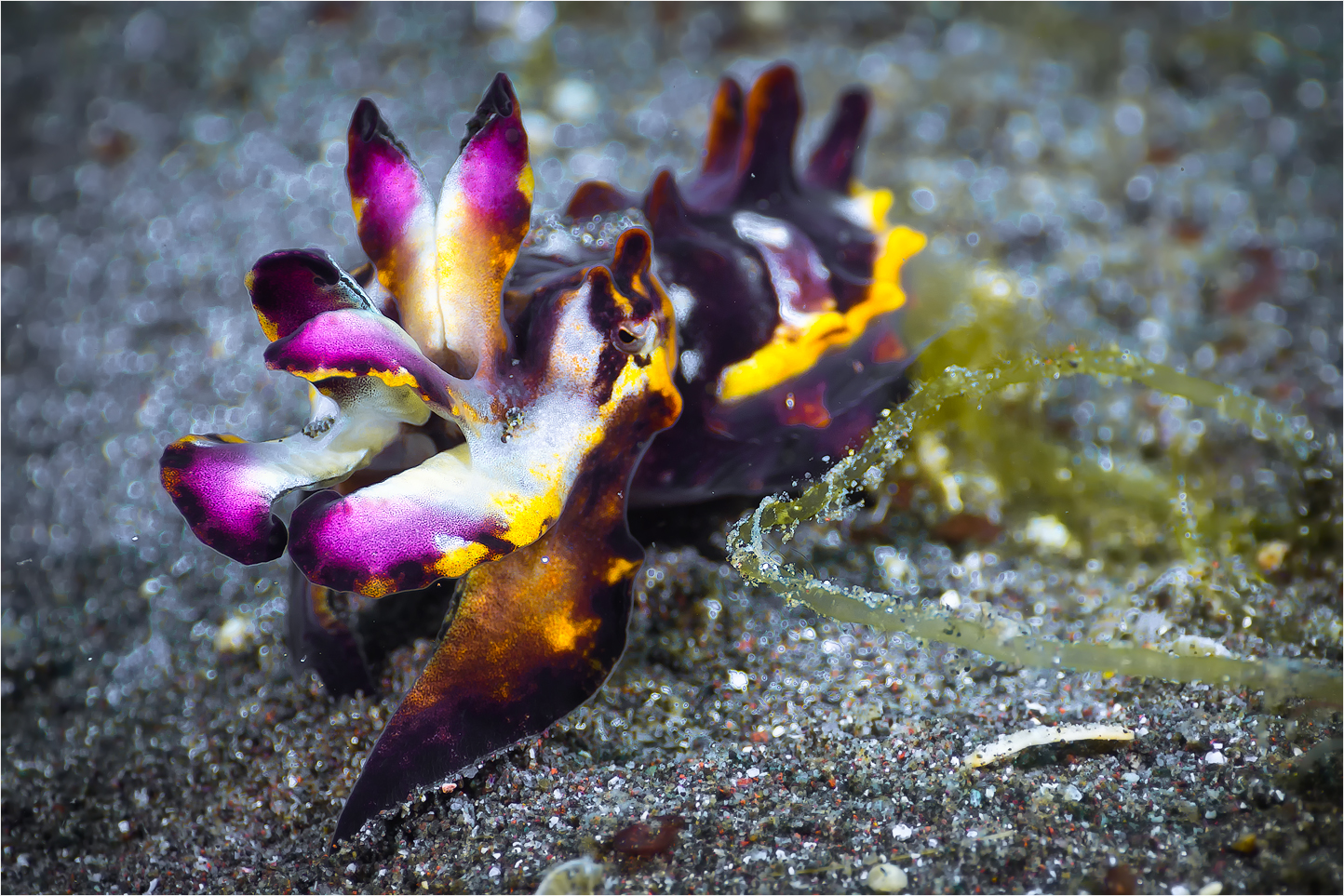 Flamboyant Cuttlefish