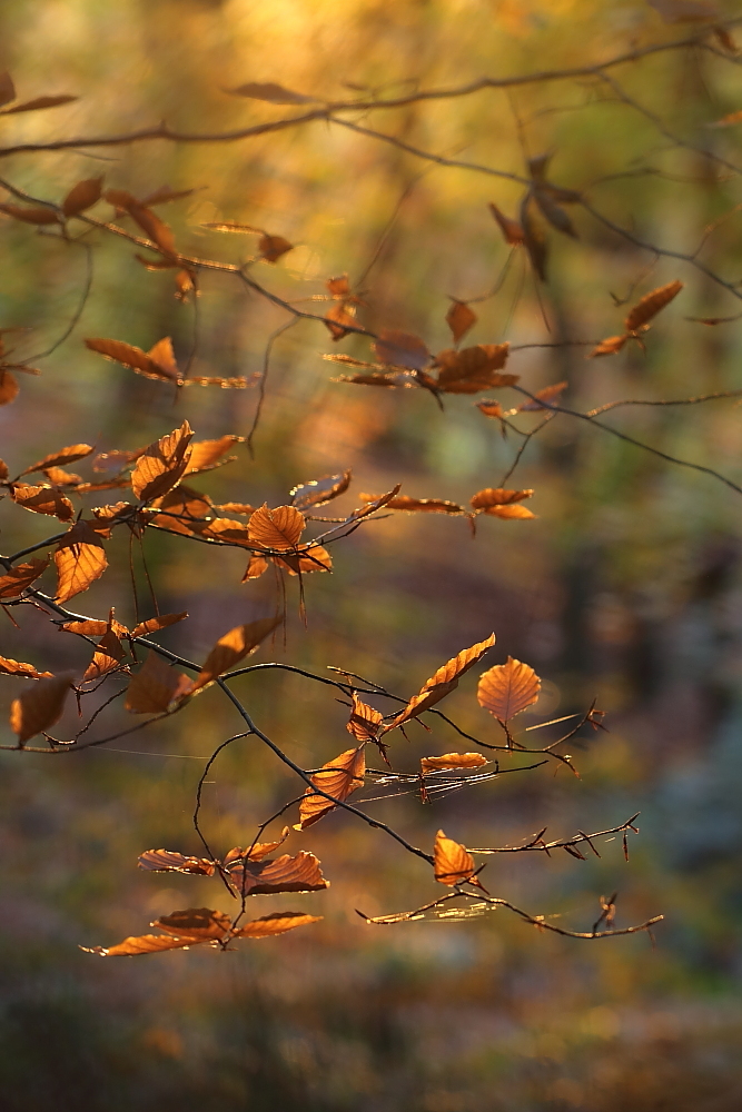 Goldener Herbst