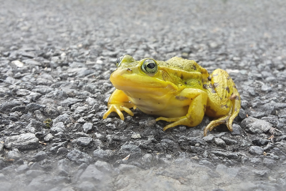 Herbst-Frosch