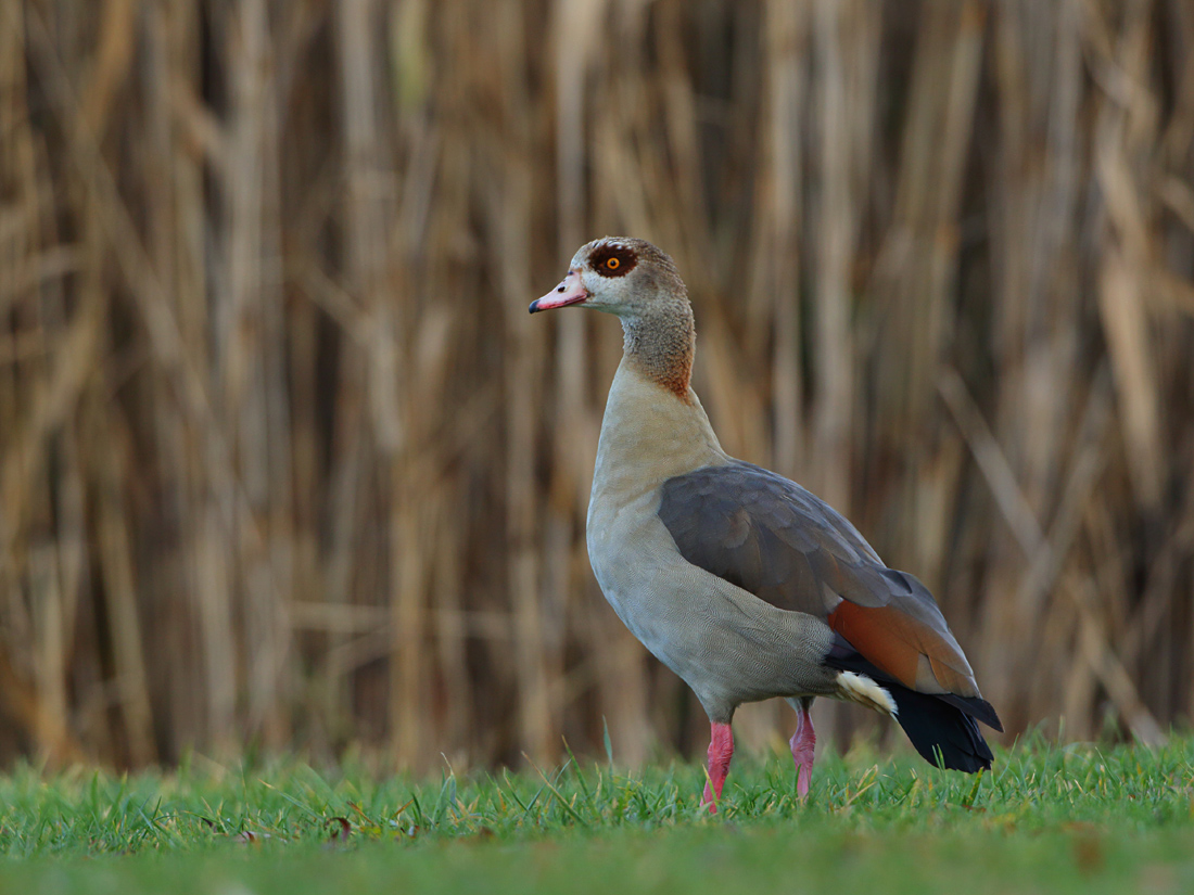 Nilgans