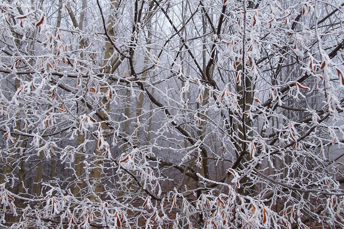 Rauhreifwinterkleid
