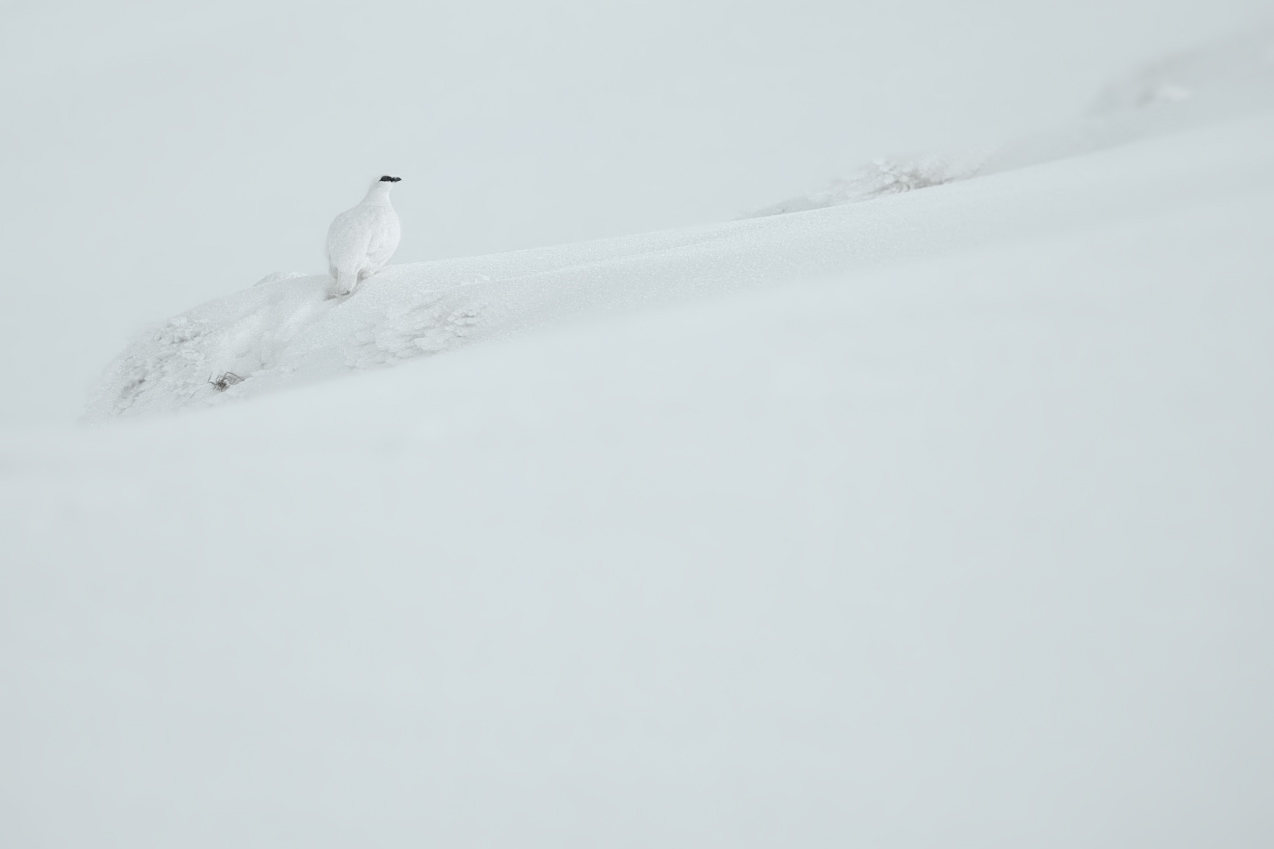 Schneehahn