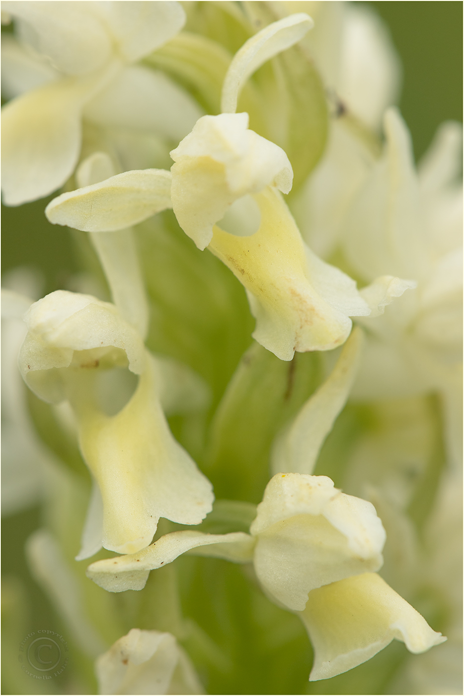 Hellgelbe Fingerwurz (Dactylorhiza incarnata ssp. ochroleuca)