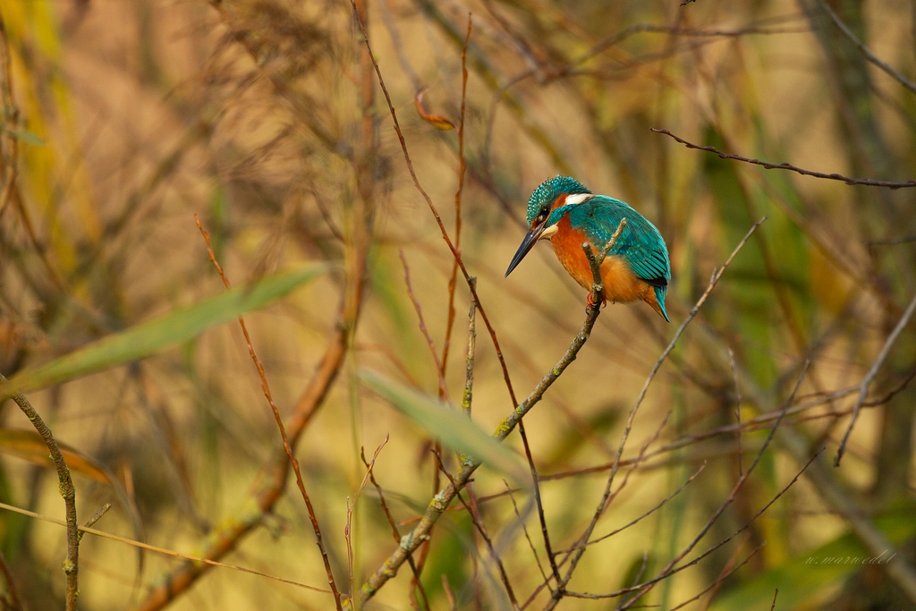 Eisvogel