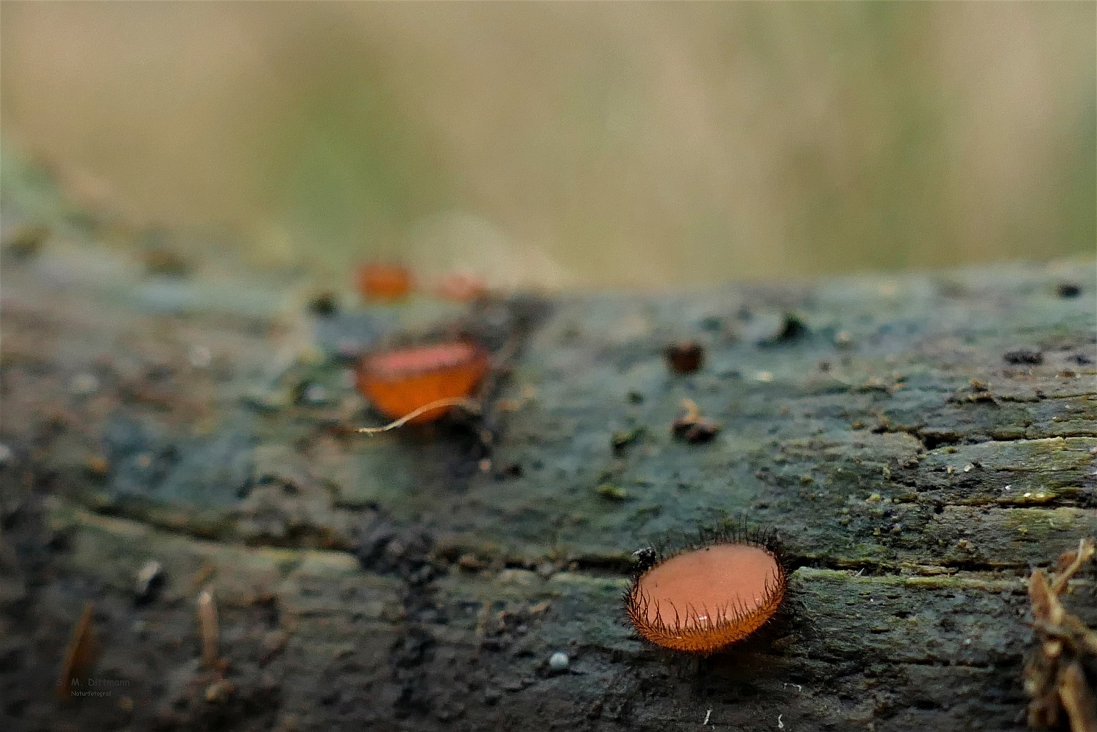 Der Holz Schildborstling