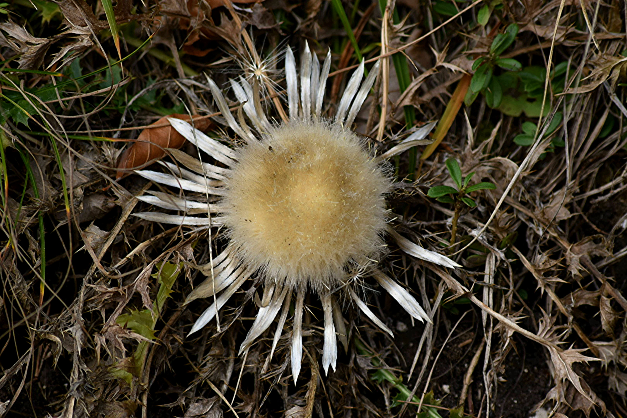 Silberdistel