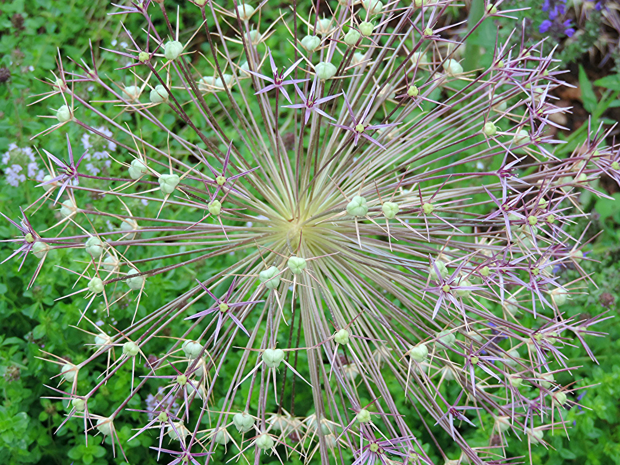 Blume mit seltsamen Sternen