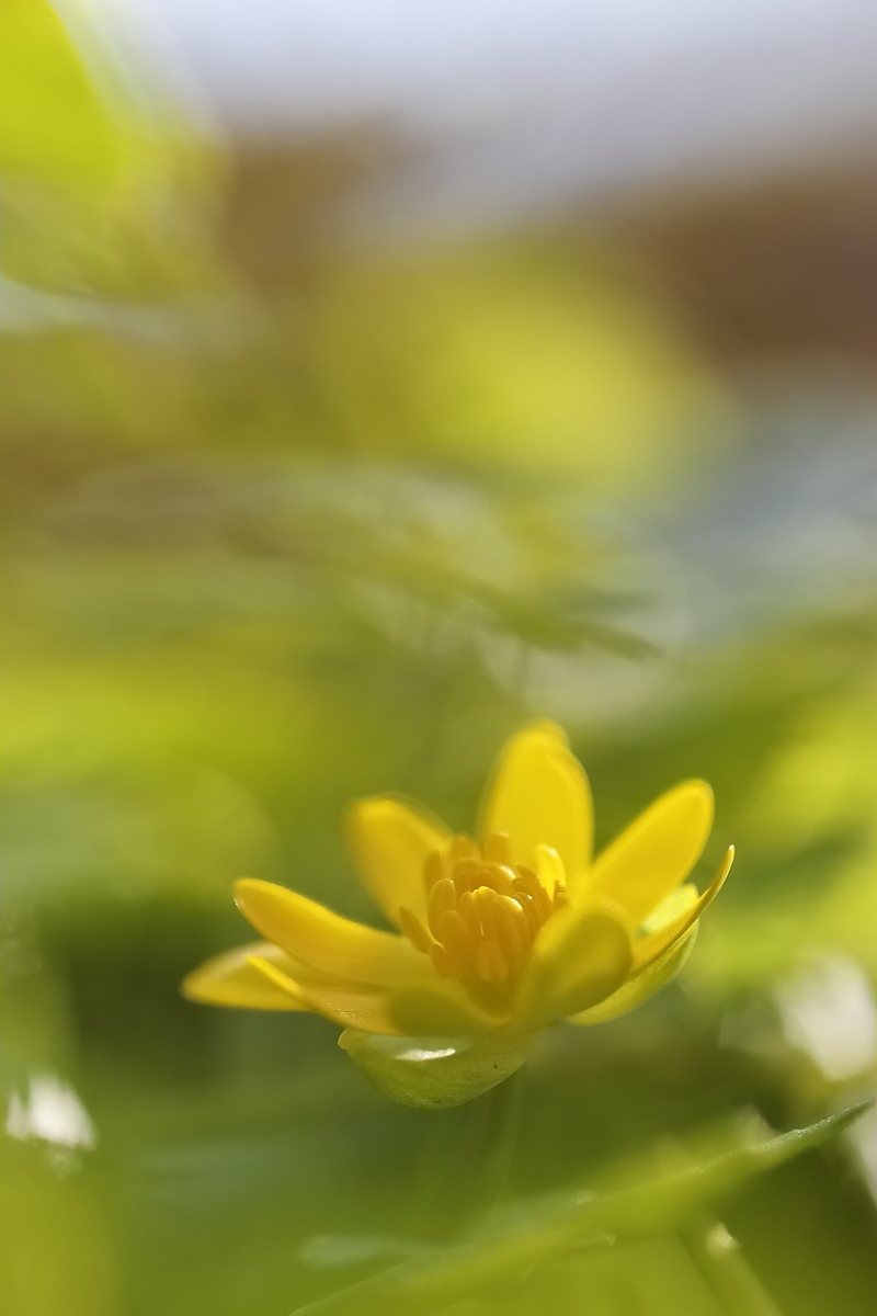 Etwas "Sonne"