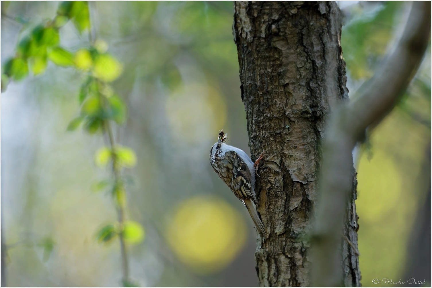 Waldbaumläufer (Certhia familiaris)