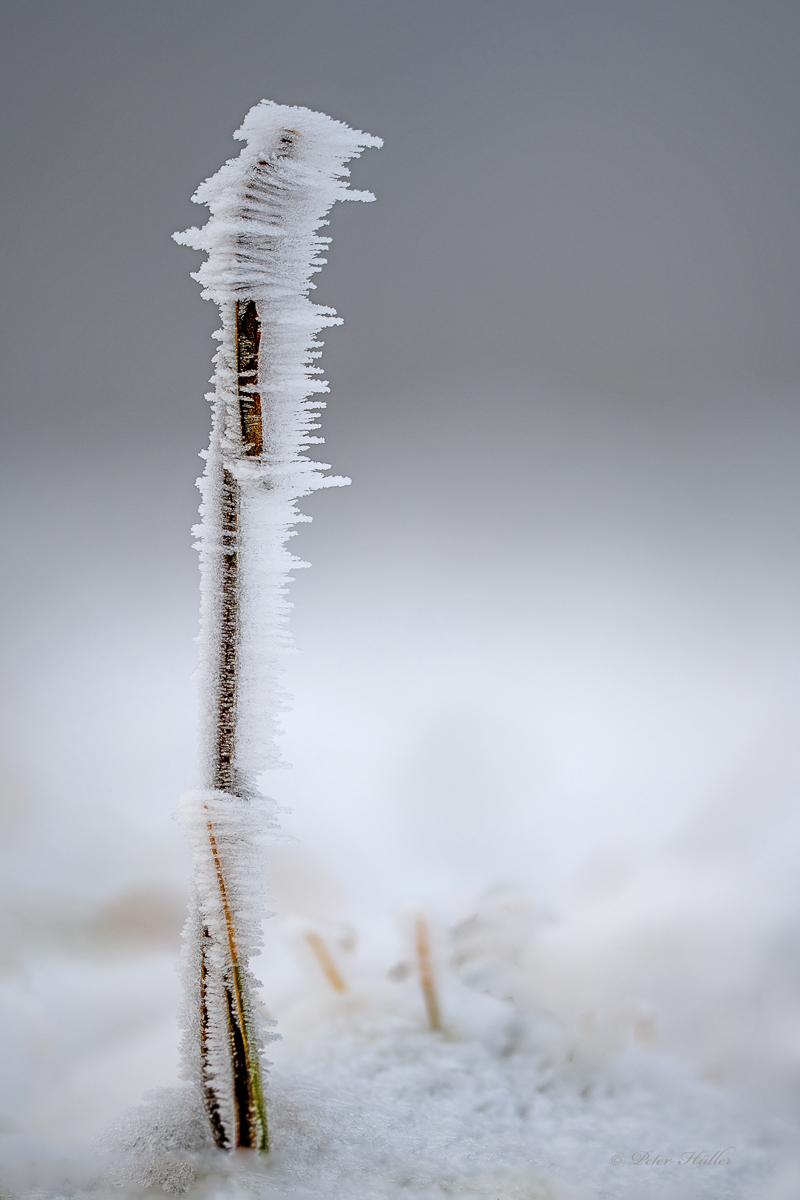 Eisblume