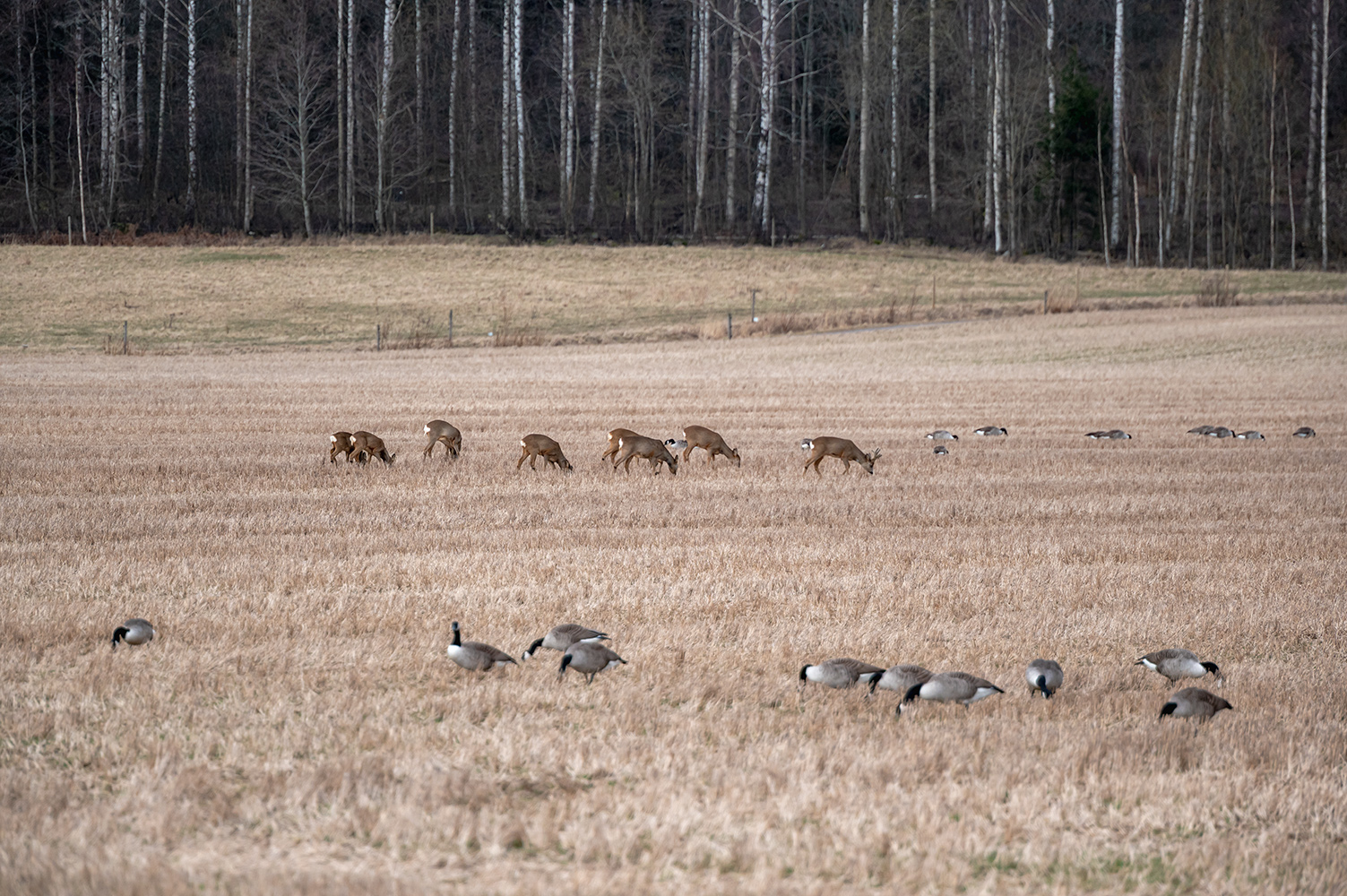 Rehe und Canadagänse