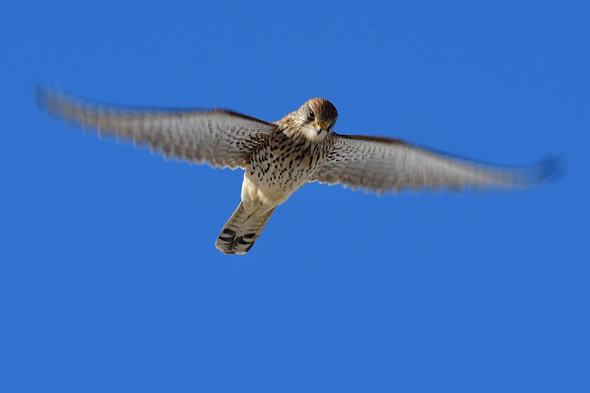 Turmfalke.....