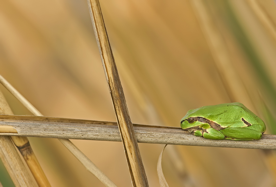 Laubfrosch-Mikado