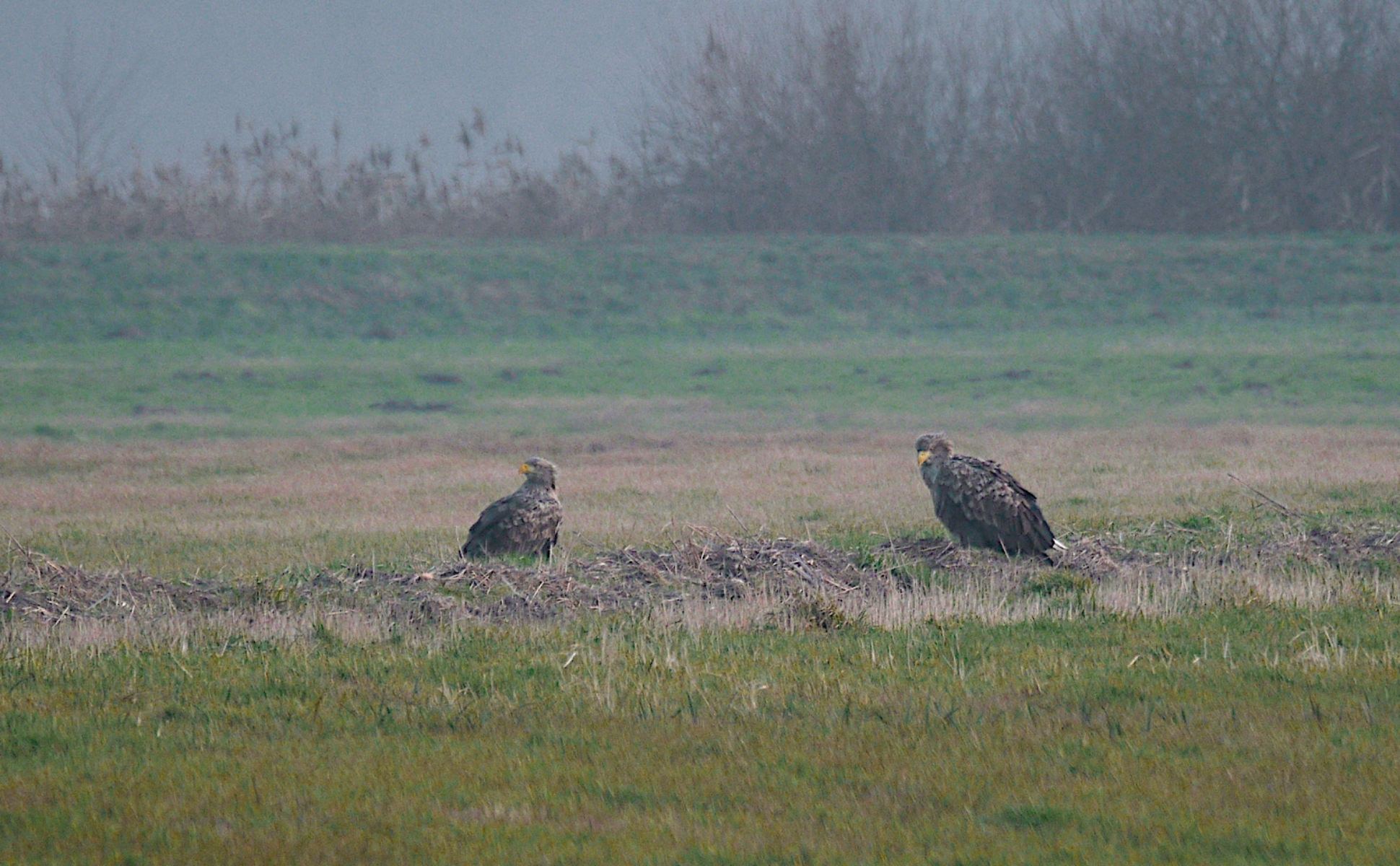 Lady Seeadler  ist noch unentschlossen