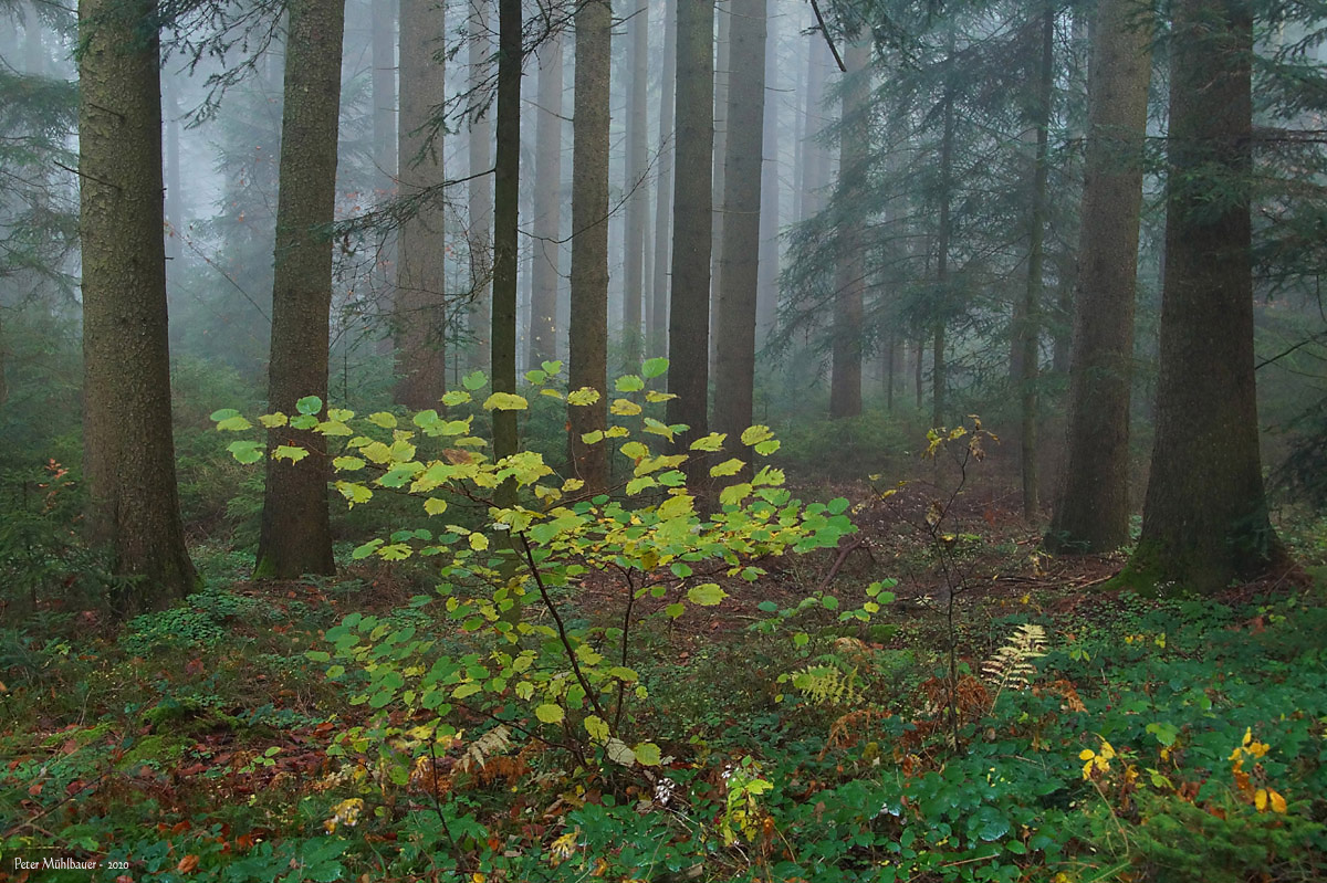 Herbstleuchten im Wald ..
