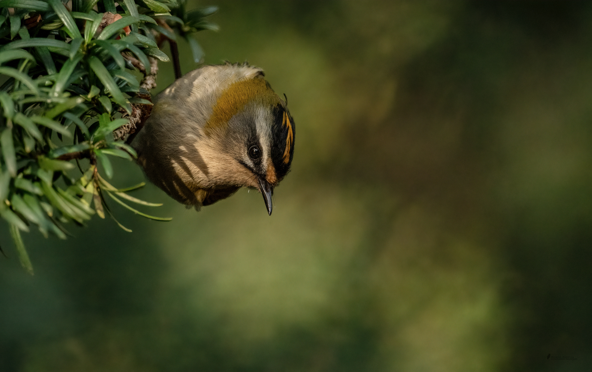 Sommergoldhähnchen