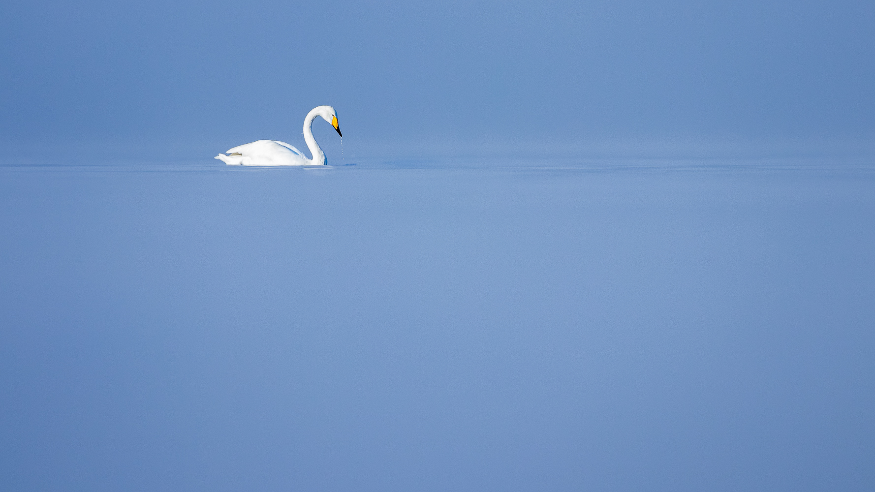 Singschwan