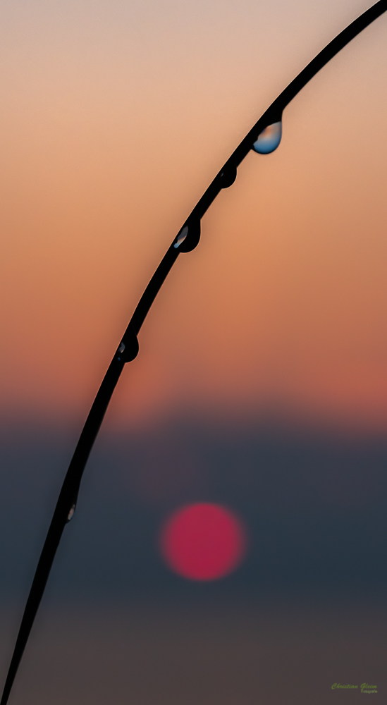 Tropfen bei Sonnenaufgang