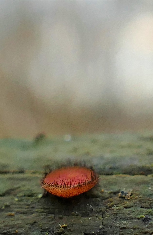 Gewöhnliche Schildborstling