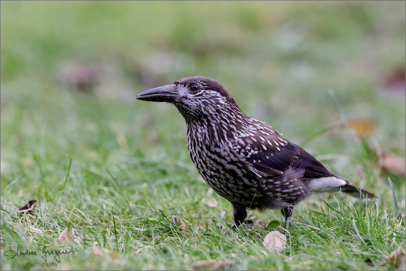 Pine Jay