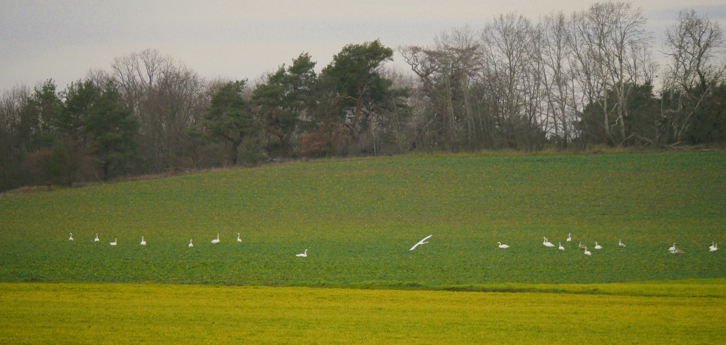 Dezemberlandschaft ...