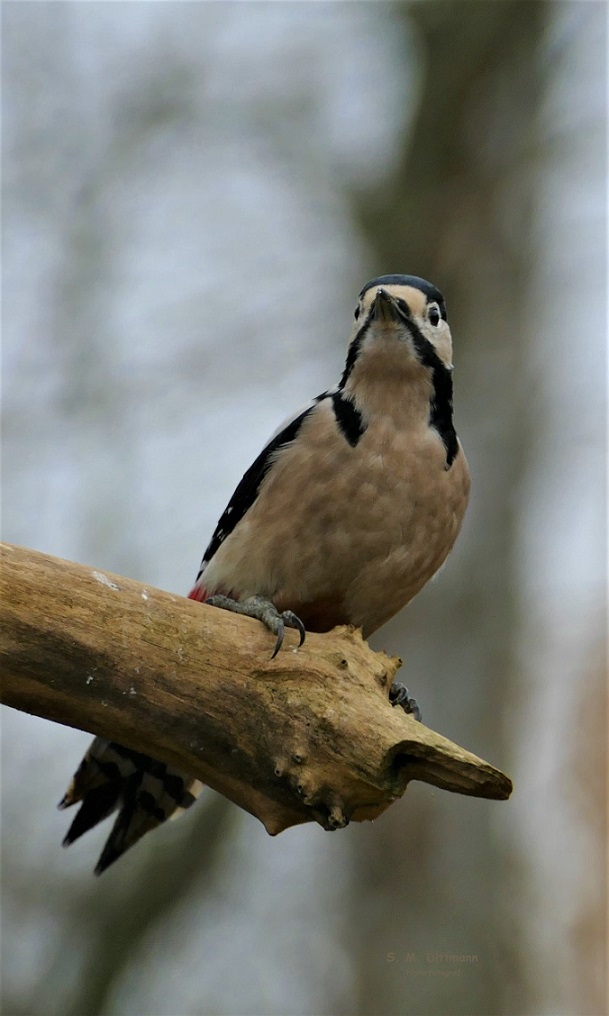 Das Weibchen