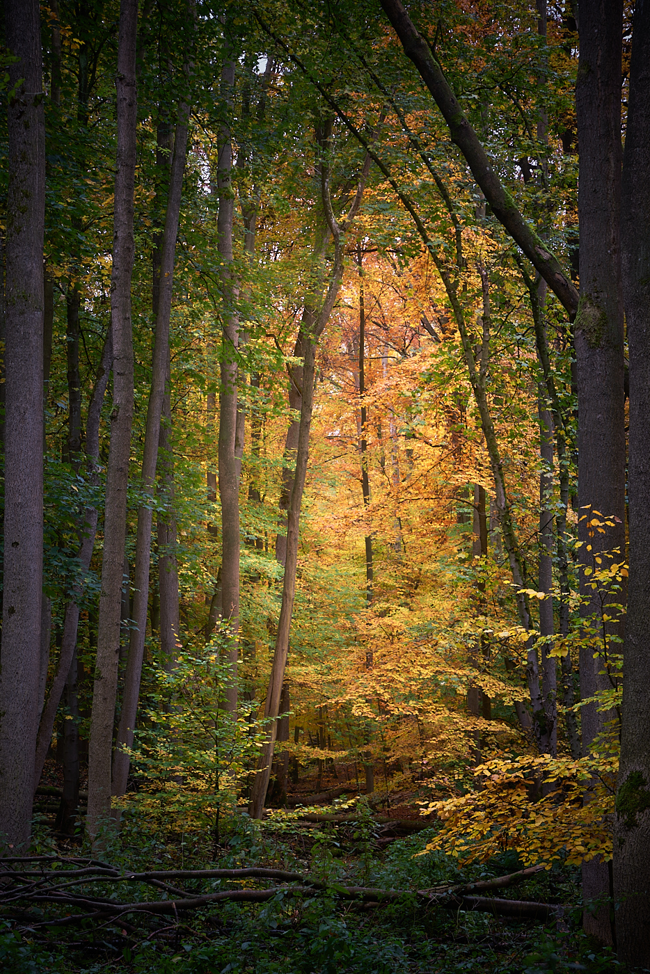 Herbst im Hainich