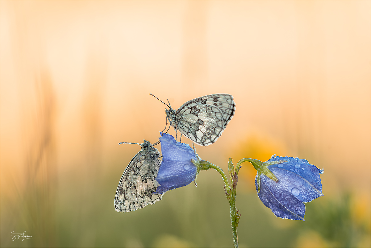 Schachbrettfalter auf der Glockenblume