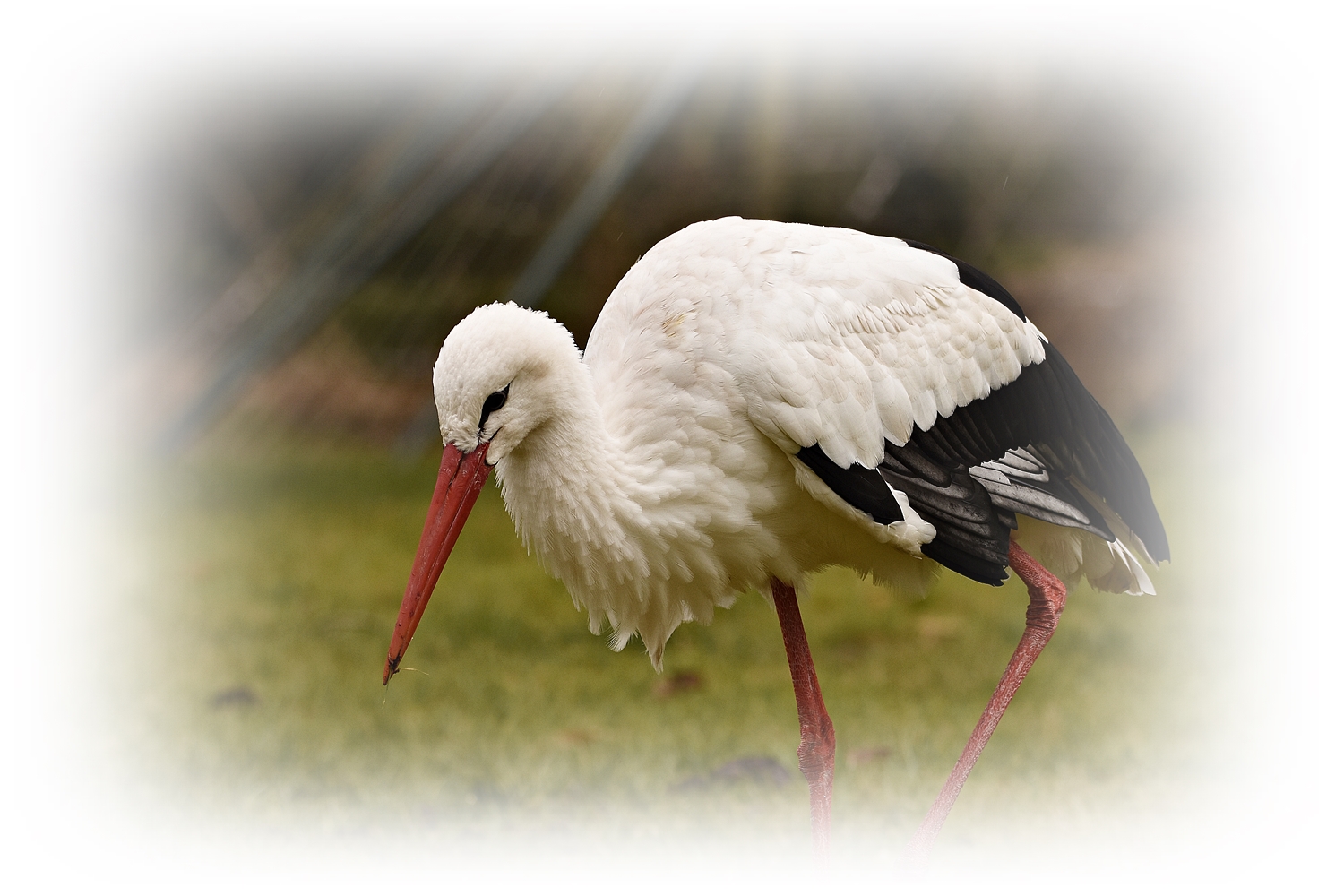 Der frühe Vogel find