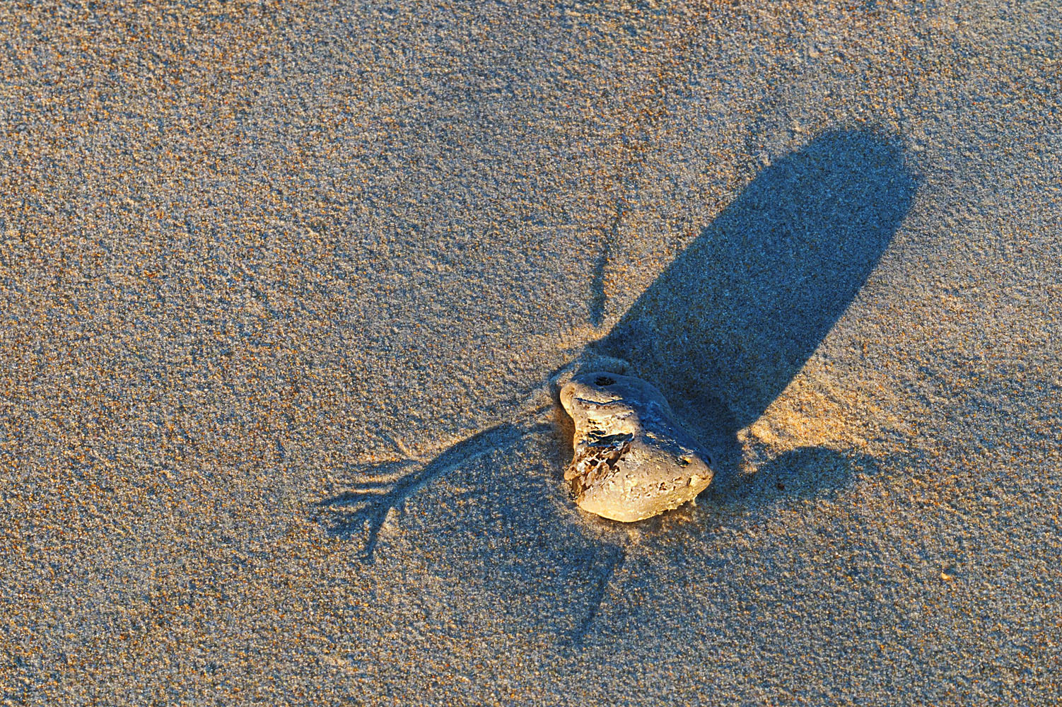 Kleiner Frosch am Strand ?