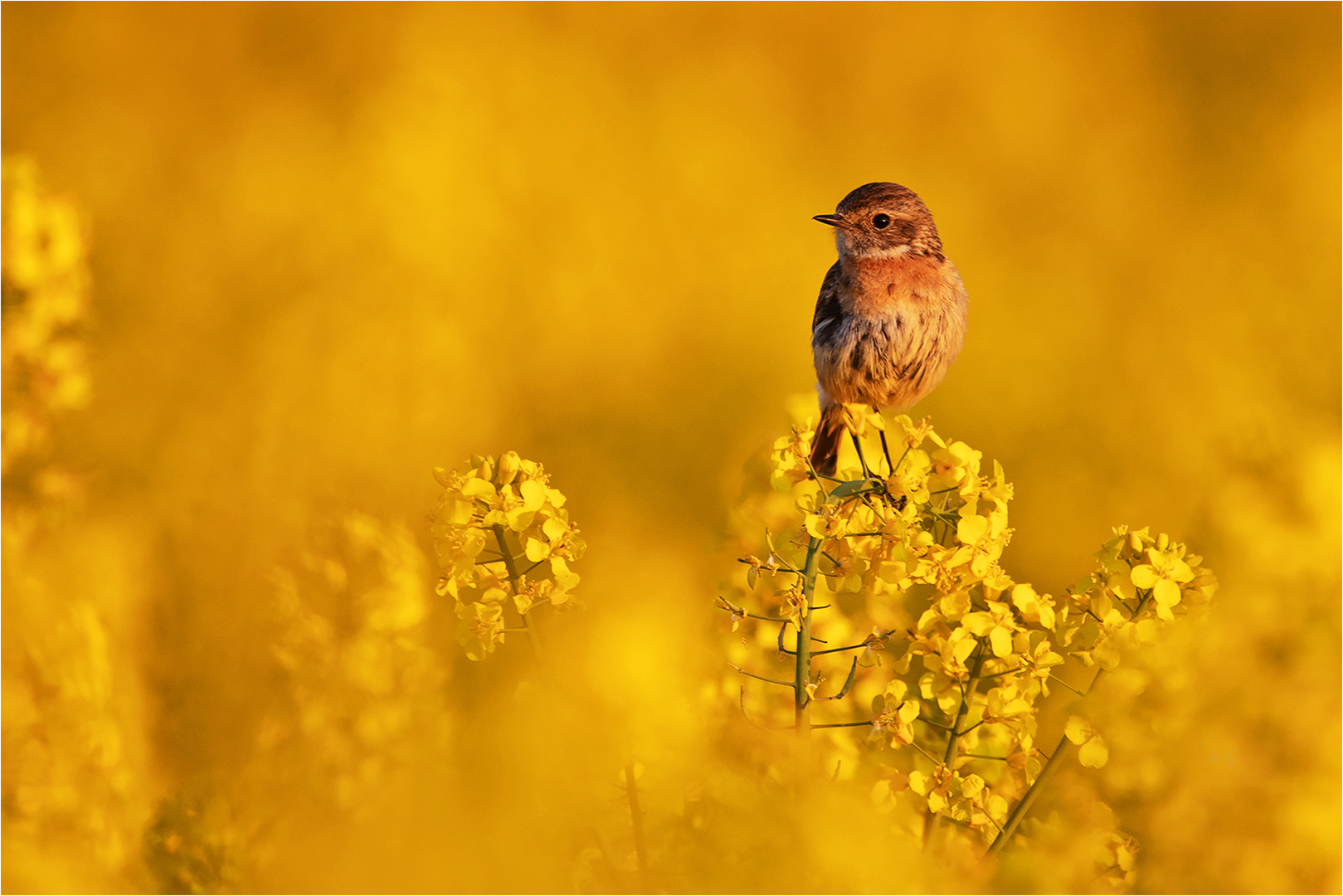 „In der Abendsonne“