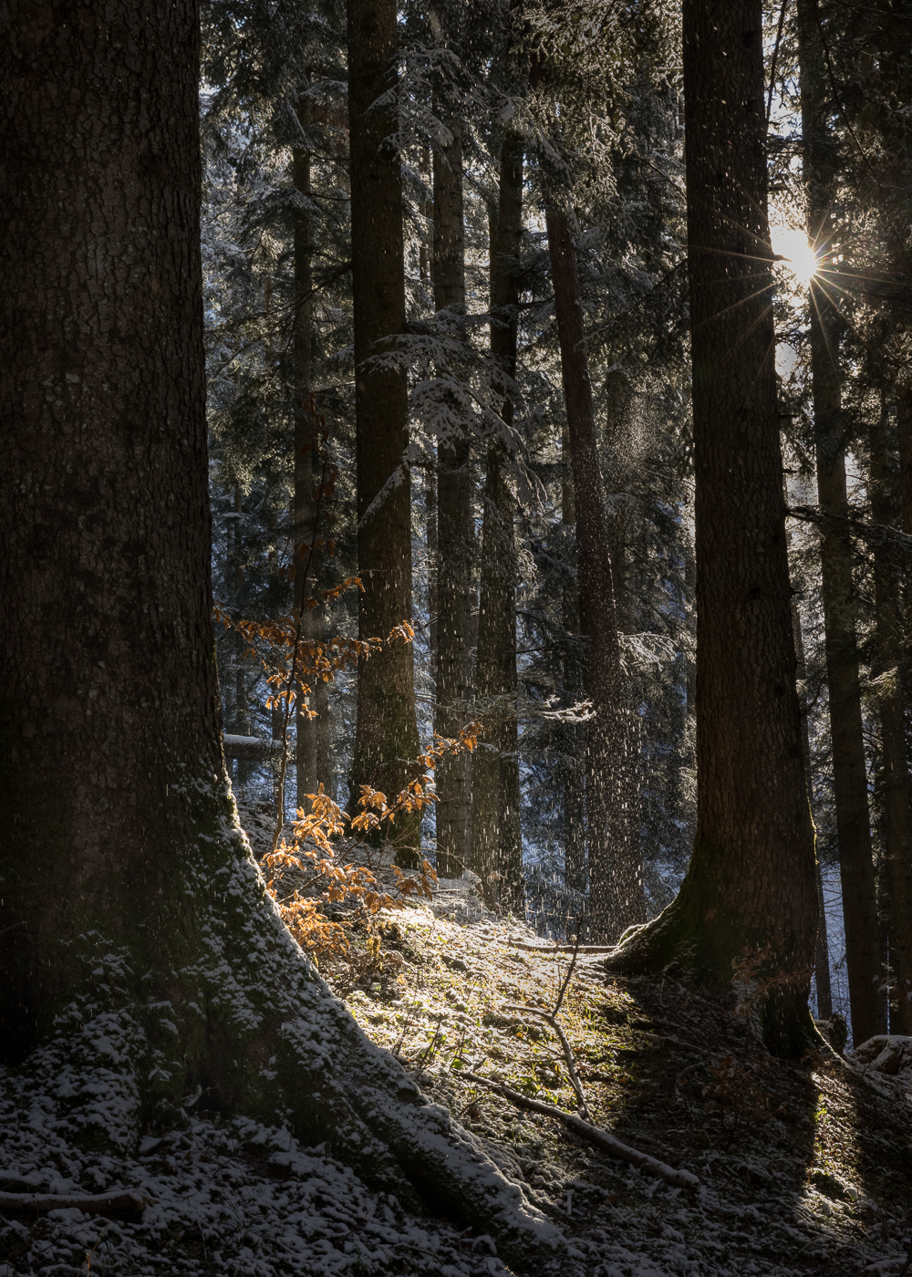 Im Sonnenlicht