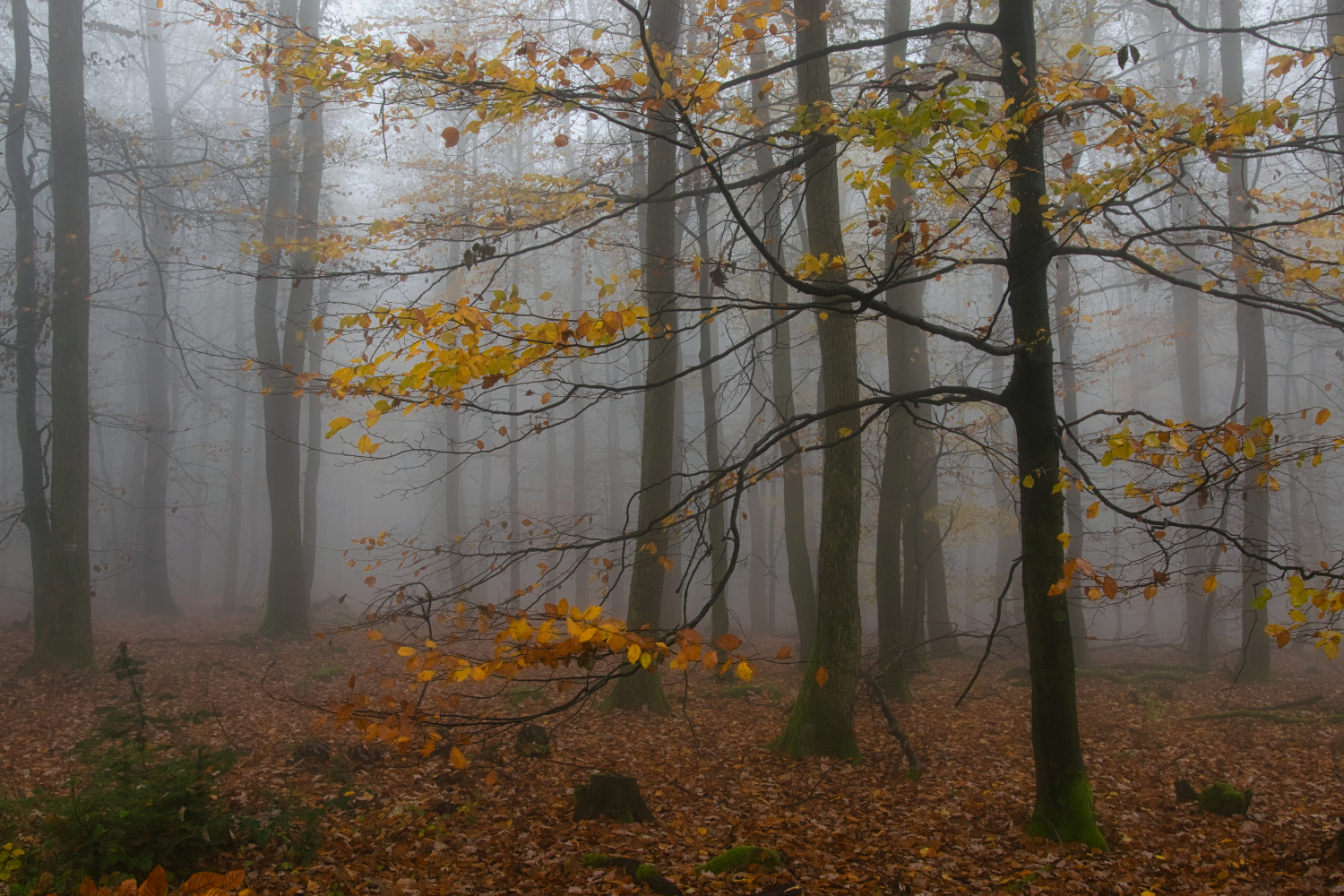 Farben im Nebel