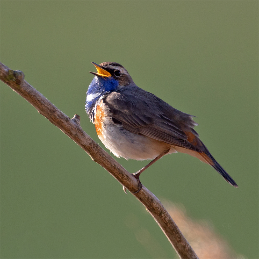 „Einbeiniger Gesang“