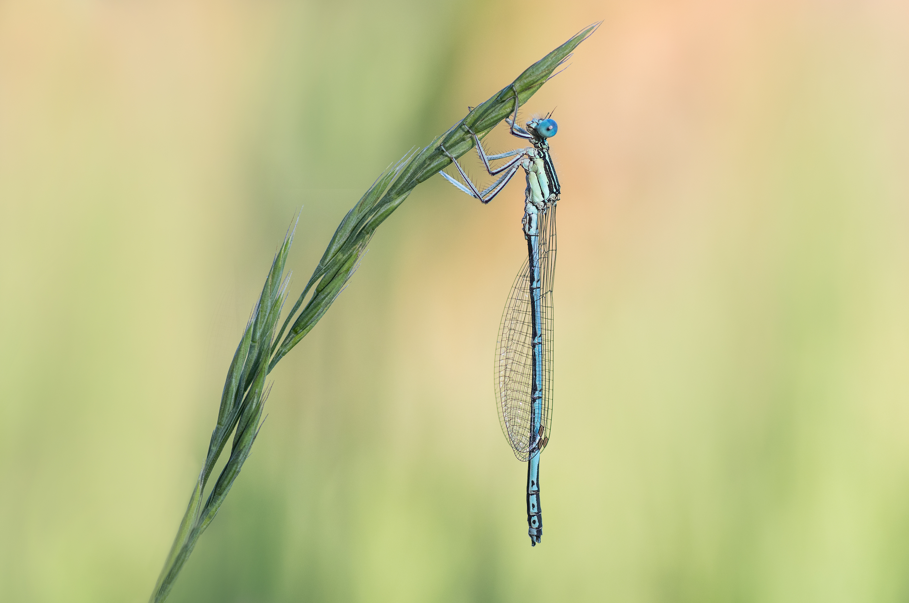 Blaue Federlibelle