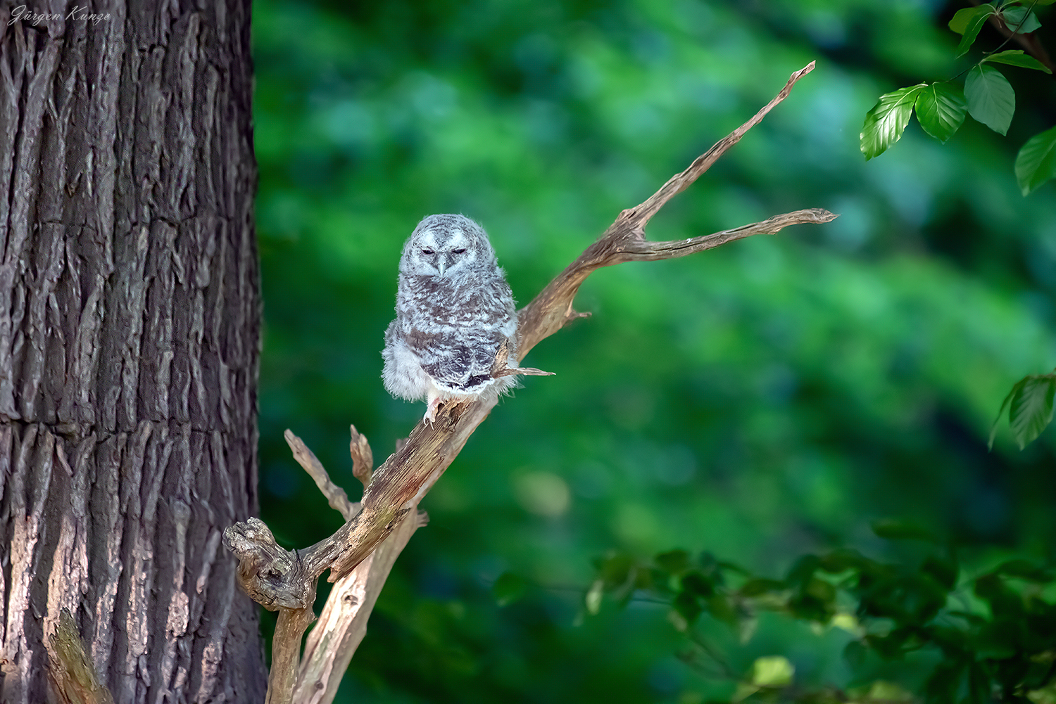 Waldkauzästling