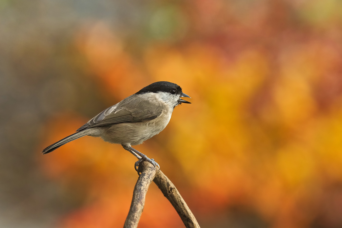 eine herbstliche Weidenmeise