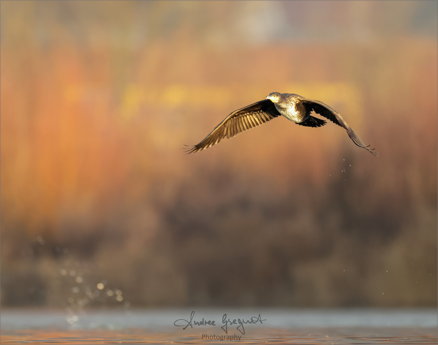 Kormoran im Morgenlich