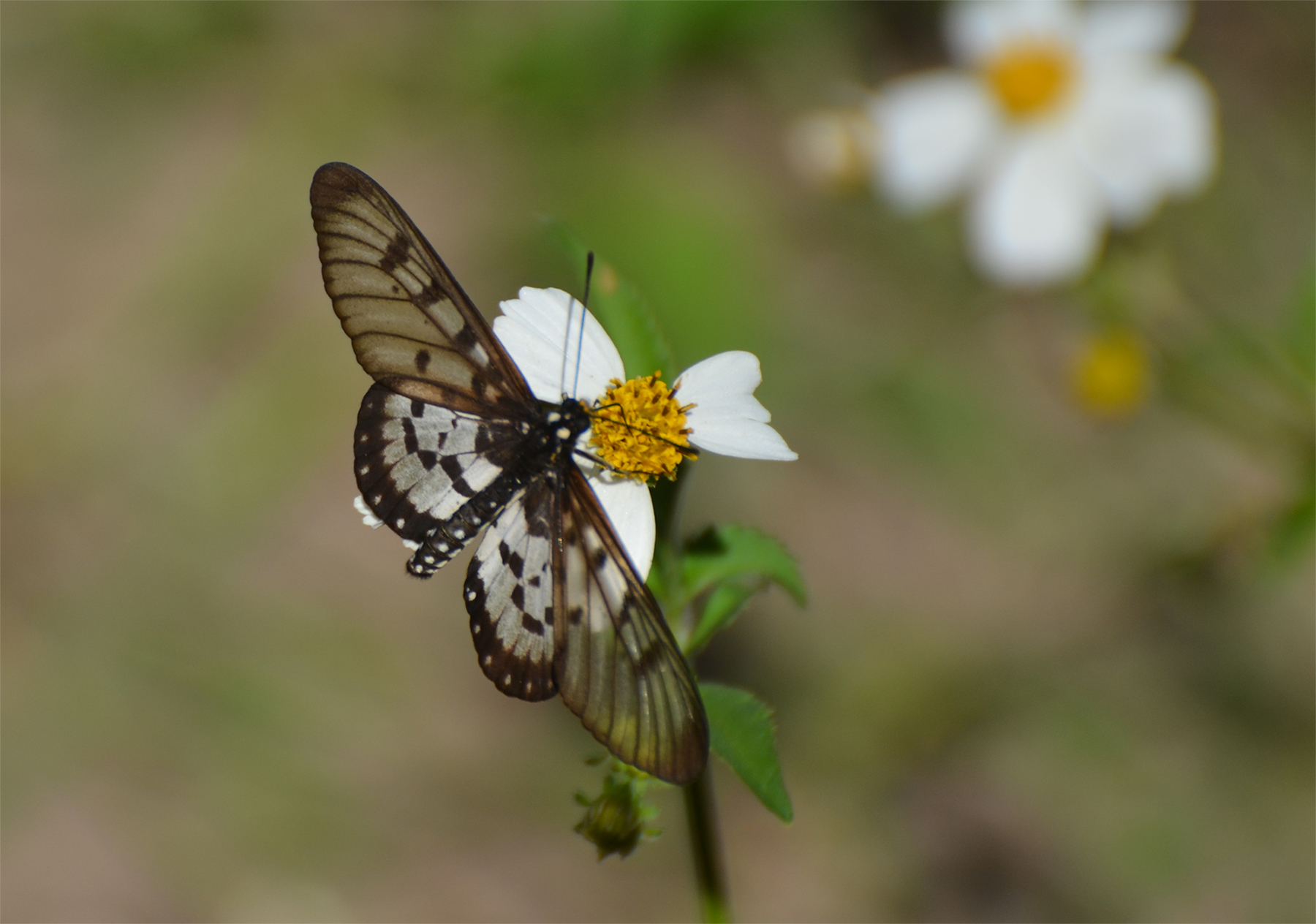 Glastiger (Glassy Tiger, Parantica aglea)