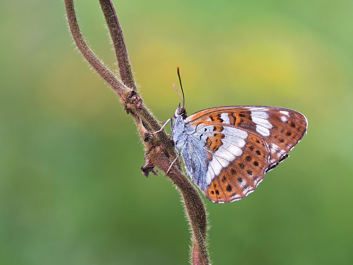 die Kleinen Eisvögel