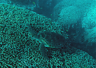 Grüne Meeresschildkröte - schwerelos ist relativ