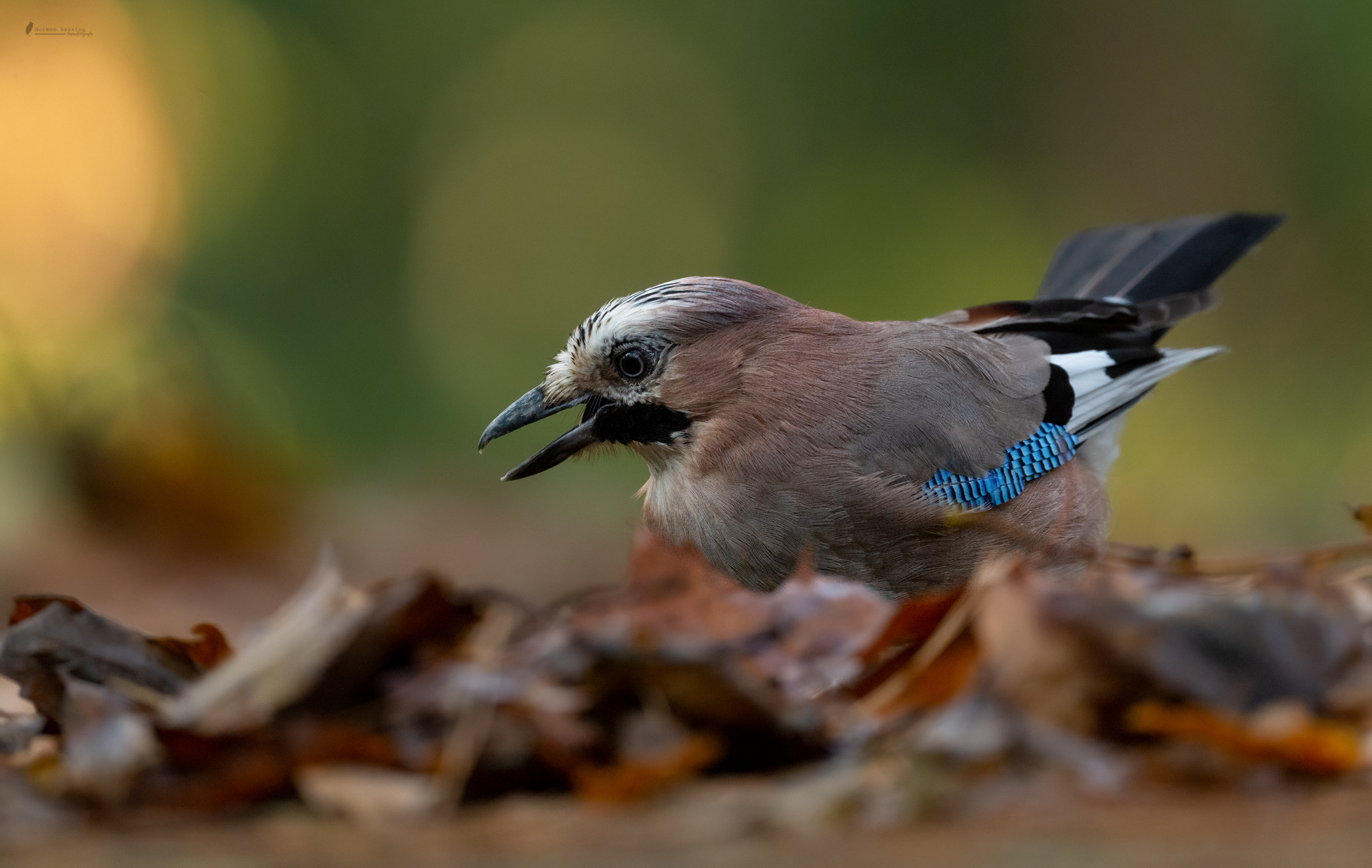 Eichelhäher Wächter des Waldes