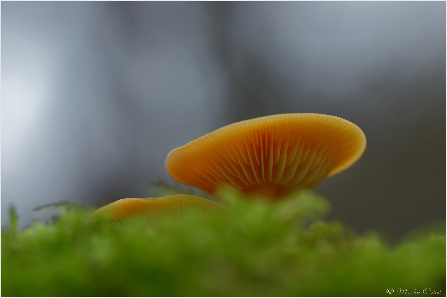 Gemeiner Samtfußrübling (Flammulina velutipes)