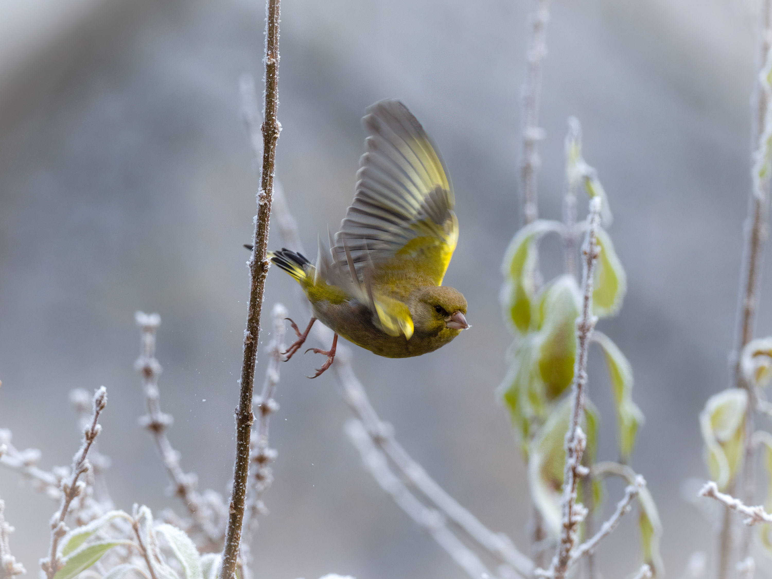 Grünfink im Abflug