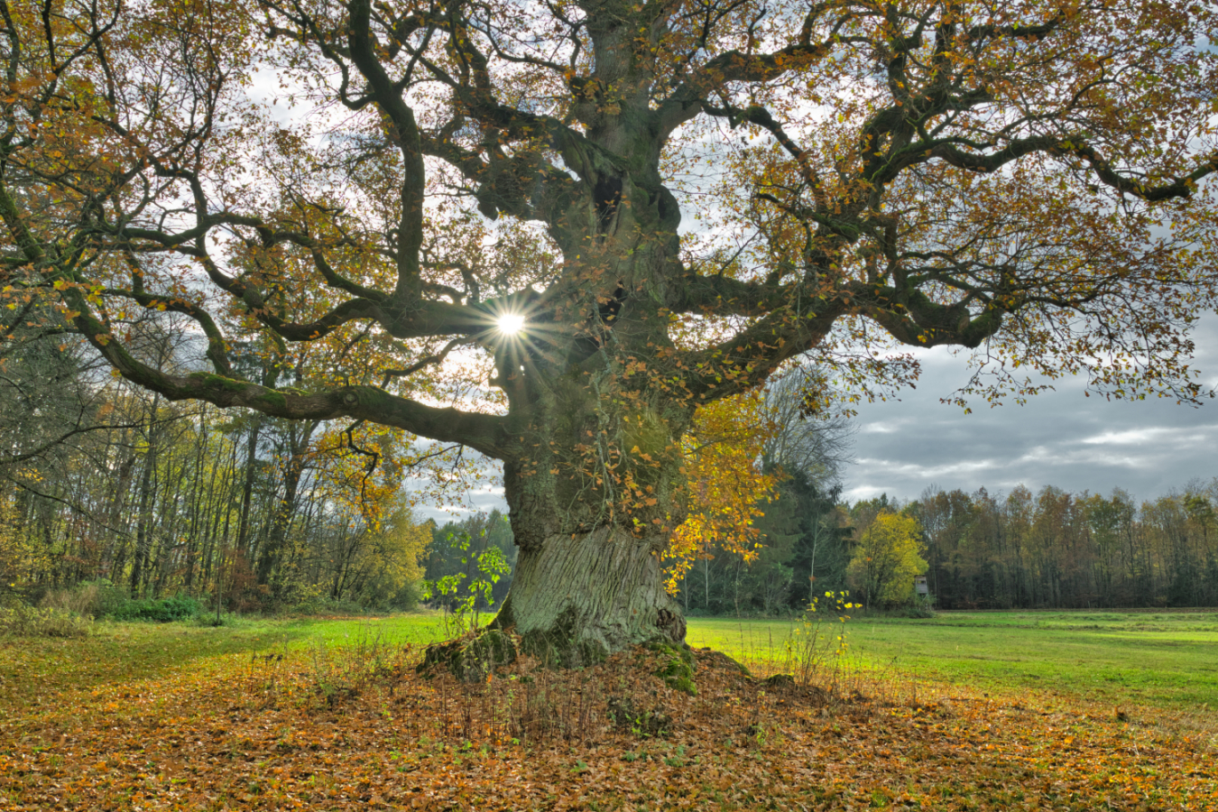 350 Jahre Herbst (2)