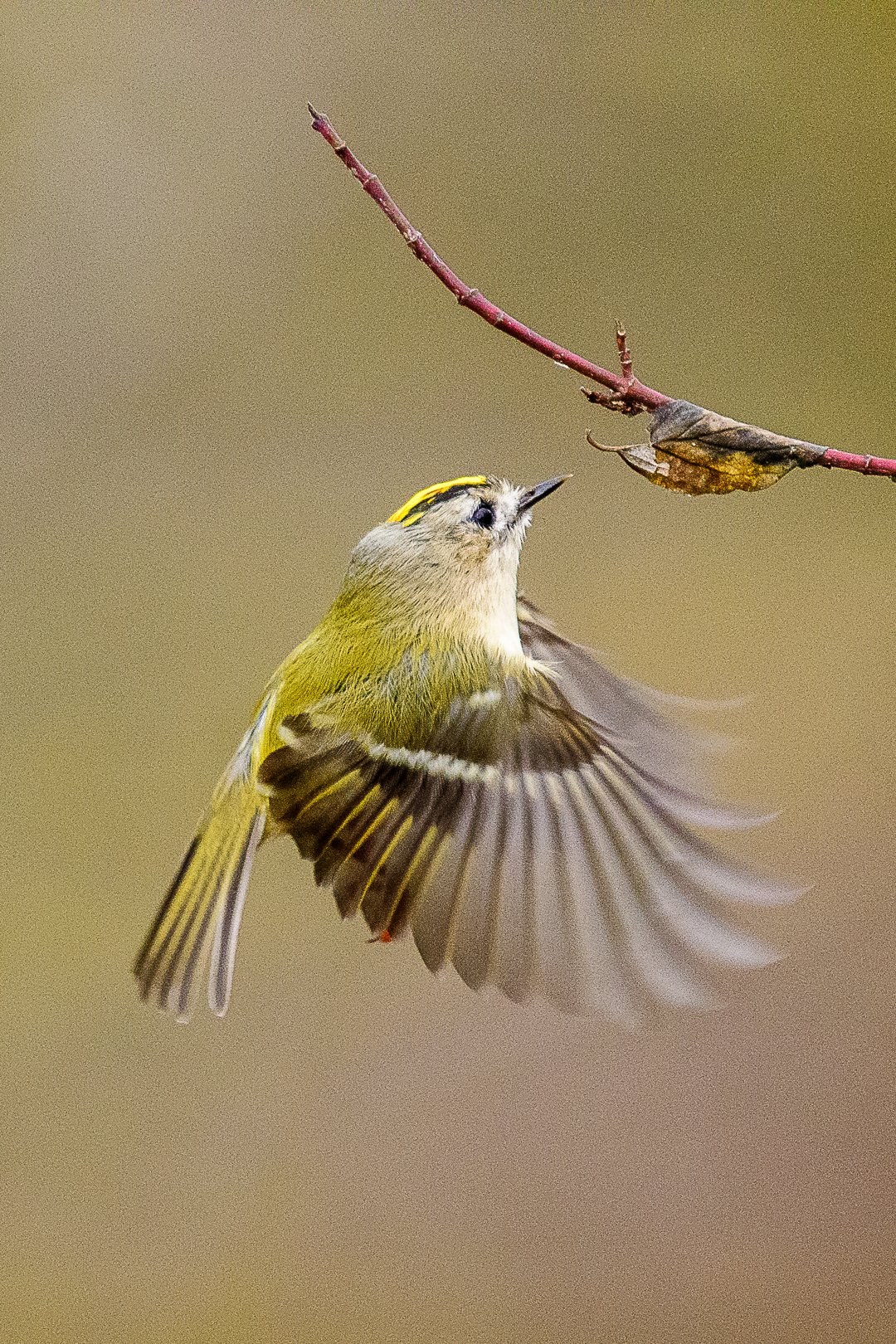 Bayerischer Kolibri