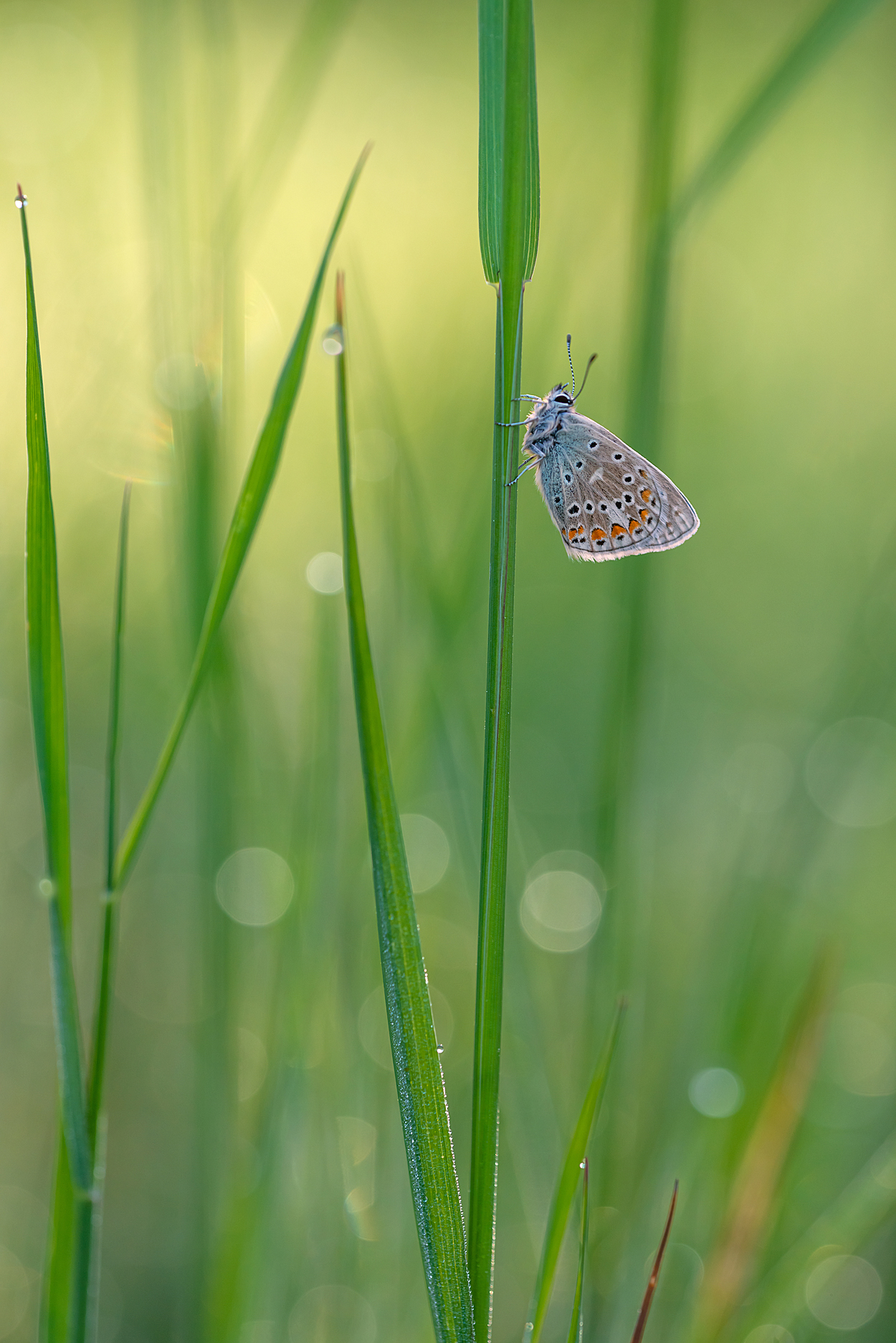 icarus im Morgentau