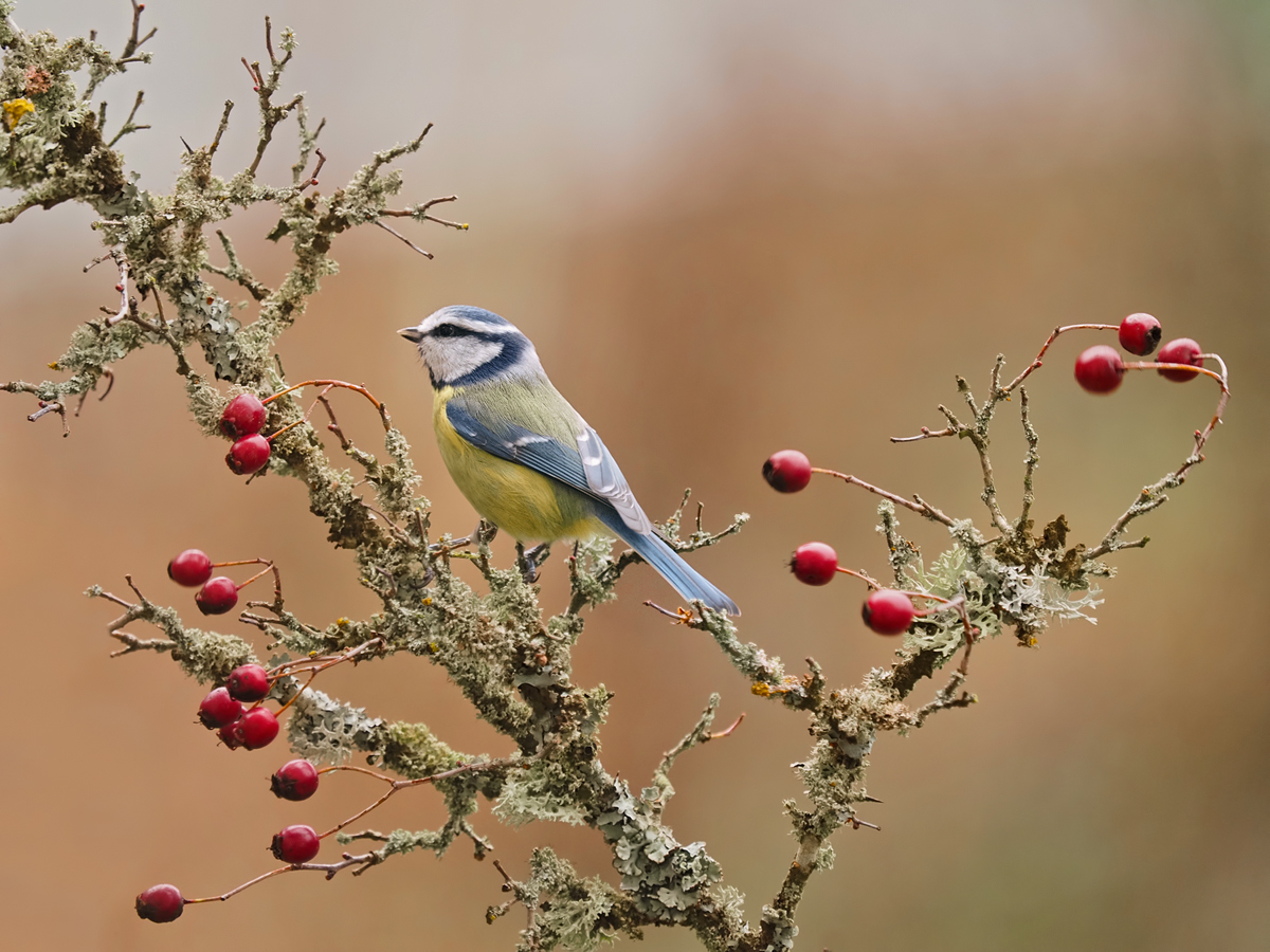 eine Blaumeise